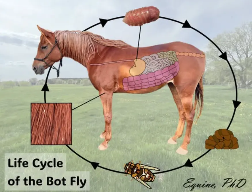 Horse Fly Larva Life Cycle