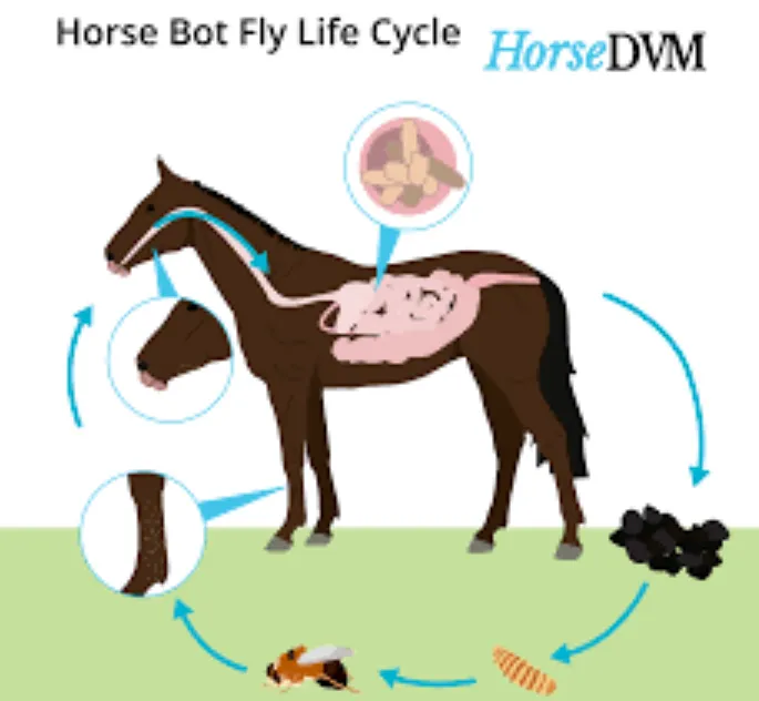 Horse Fly Larva Life CycleHorse Fly Larva Life Cycle