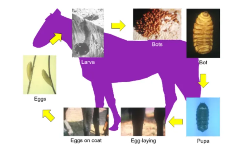 Horse Fly Larva Life Cycle