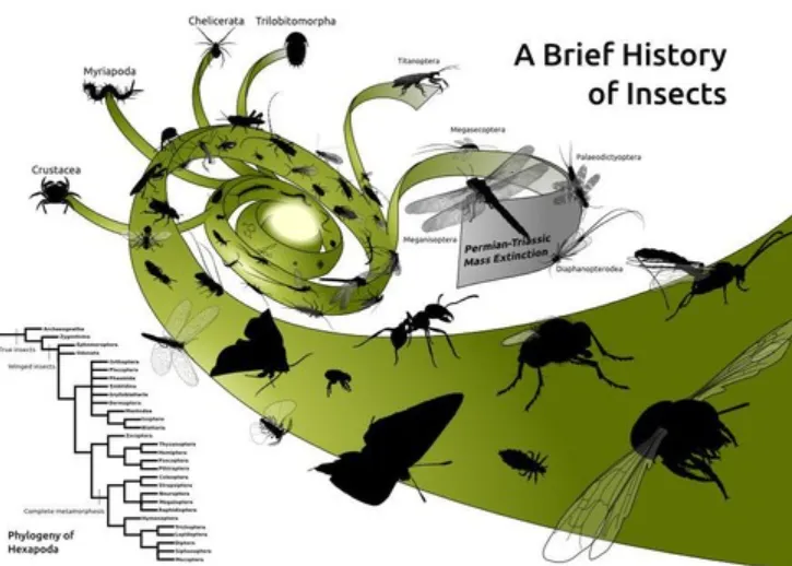 Horse Fly Larva Life Cycle