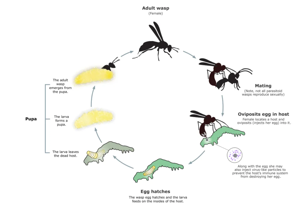 Hymenoptera Life Cycle