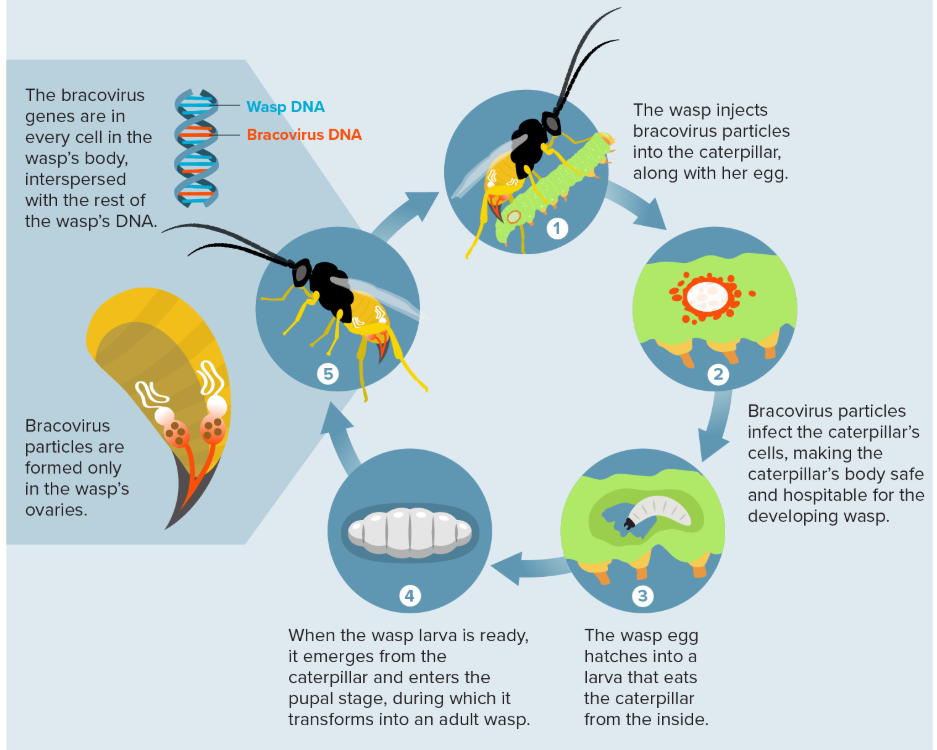 Hymenoptera Life Cycle