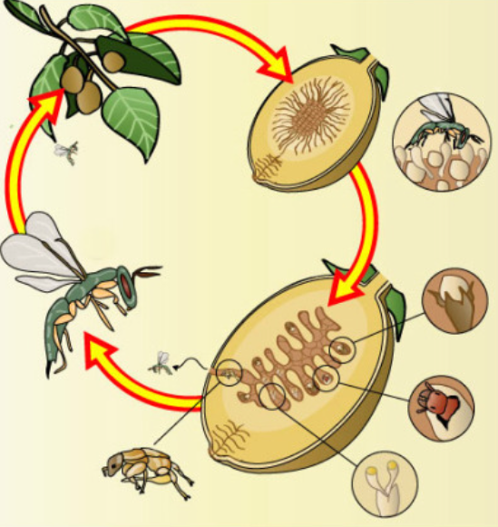 Hymenoptera Life Cycle