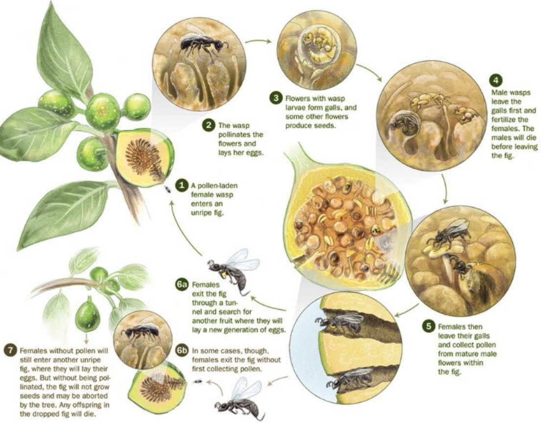 Hymenoptera Life Cycle