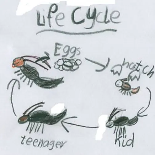 Life Cycle of Cricket Insect