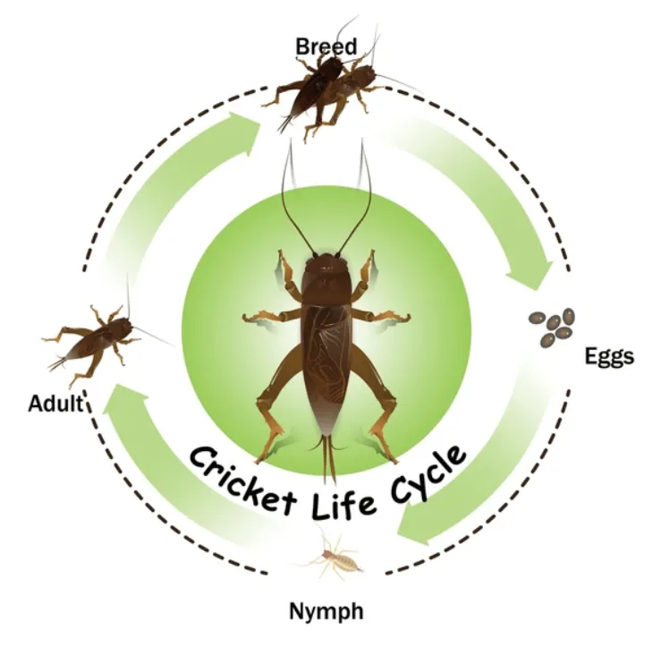 Life Cycle of Cricket Insect