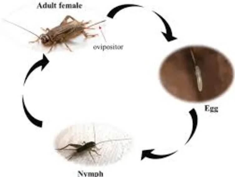 Life Cycle of Cricket Insect: Complete Egg, Nymph, and Adult Growth Guide