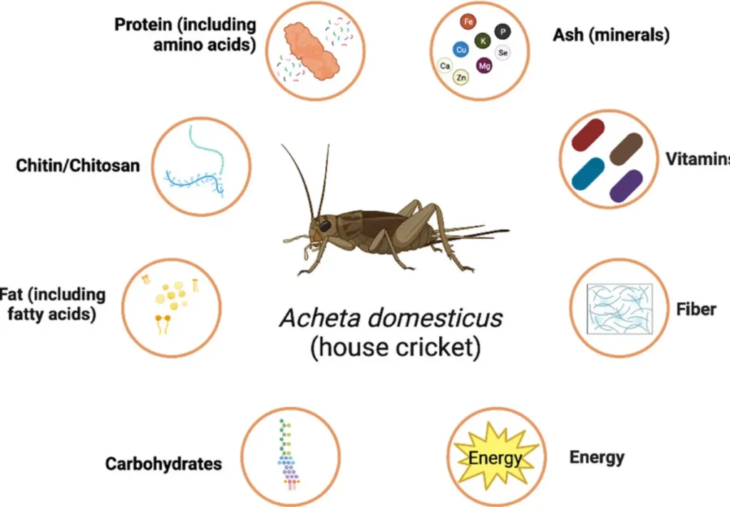 Life Cycle of Cricket Insect