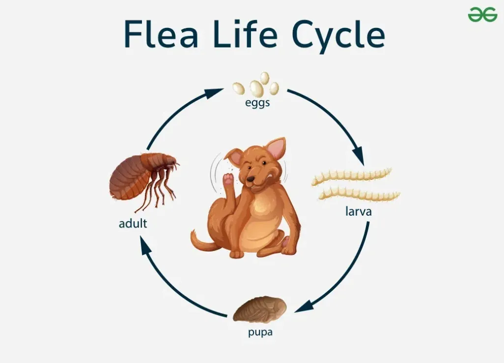 Life Cycle of Fleas