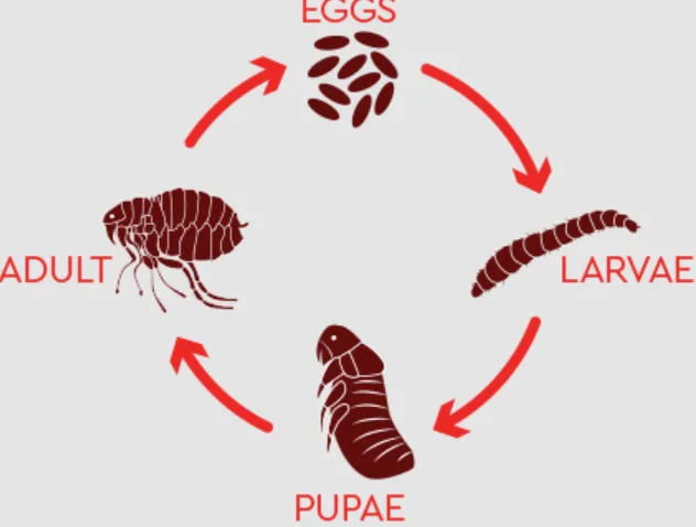 Life Cycle of Fleas