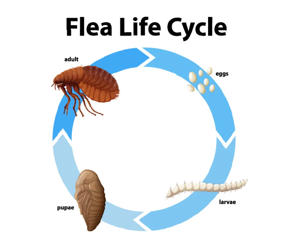 Life Cycle of Fleas