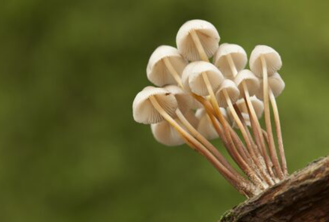 Life Cycle of Fungi