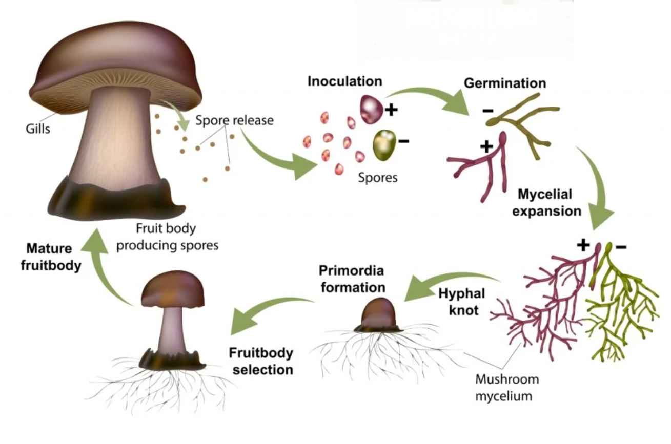 Life Cycle of Fungi