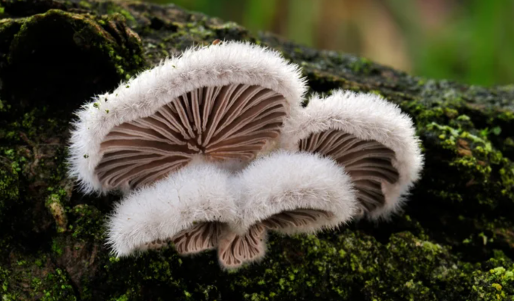 Life Cycle of Fungi