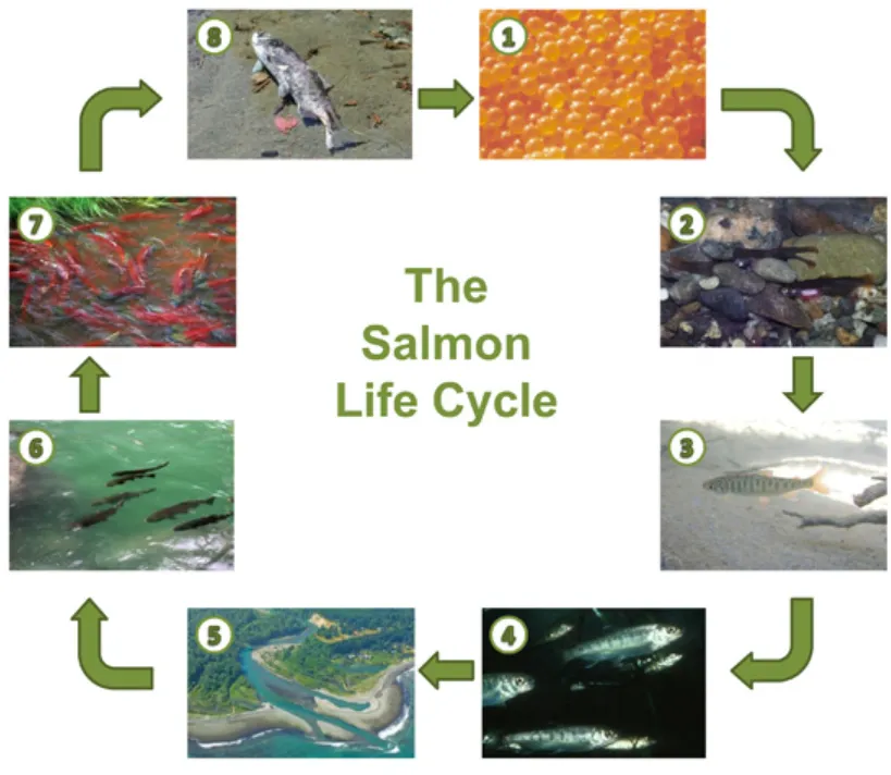 Life Cycle of Salmon