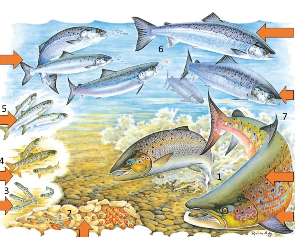 Life Cycle of Salmon