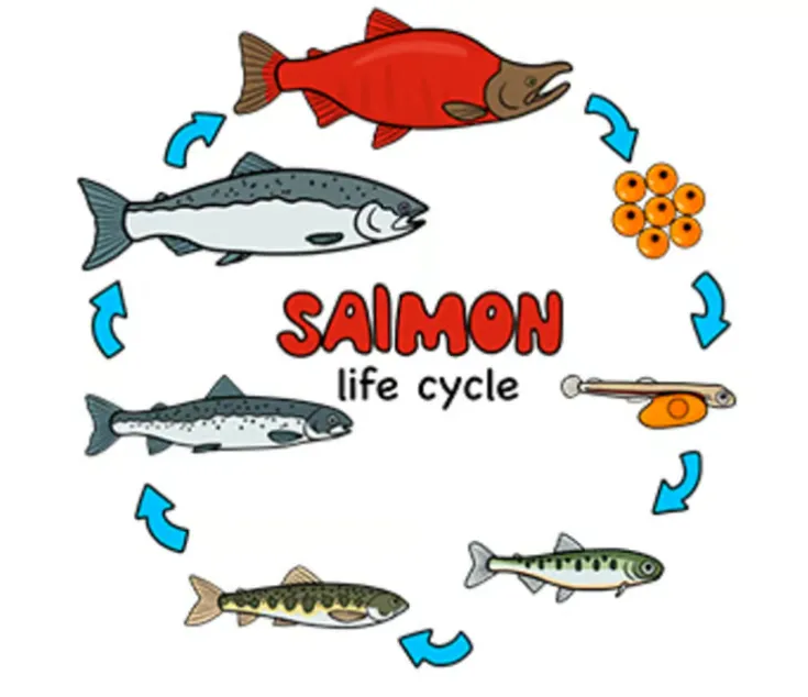 Life Cycle of Salmon