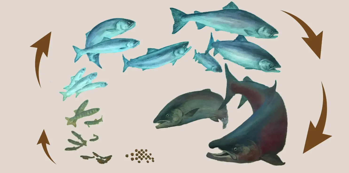 Life Cycle of Salmon: A Complete River-to-Ocean Guide From Egg to Spawning Adult