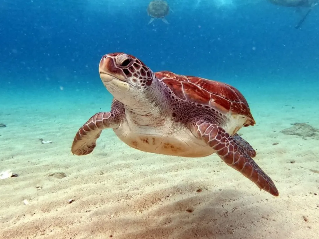 Life Cycle of Sea Turtle: Complete Guide From Eggs to Adult Ocean Migration