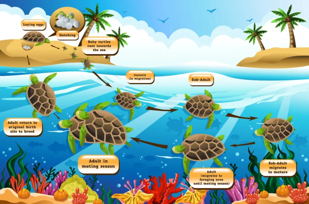 Life Cycle of Sea Turtle