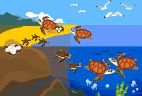 Life Cycle of Sea Turtle
