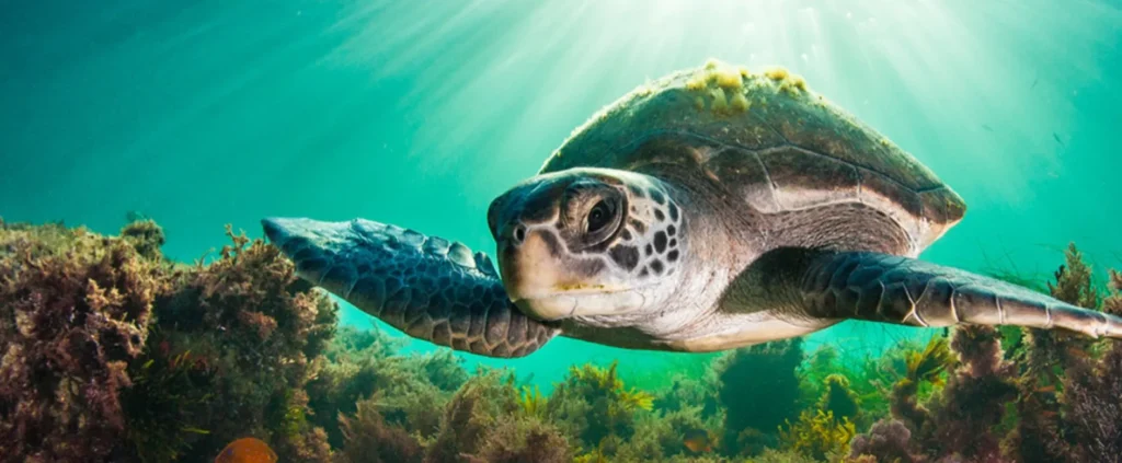 Life Cycle of Sea Turtle