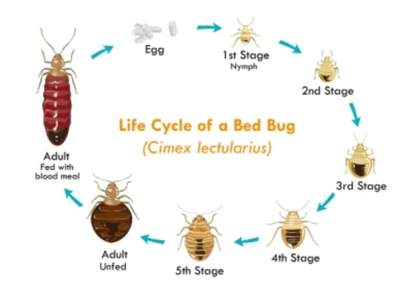 Life Cycle of a Bed Bug Egg, Nymph, Adult Stages, Lifespan, Bites & Control Facts