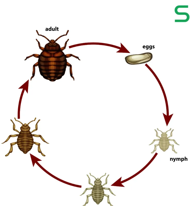 Life Cycle of a Bed Bug: Egg, Nymph, Adult Stages, Lifespan, Bites & Control Facts