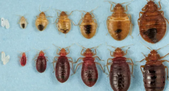 Life Cycle of a Bed Bug Egg, Nymph, Adult Stages, Lifespan, Bites & Control Facts