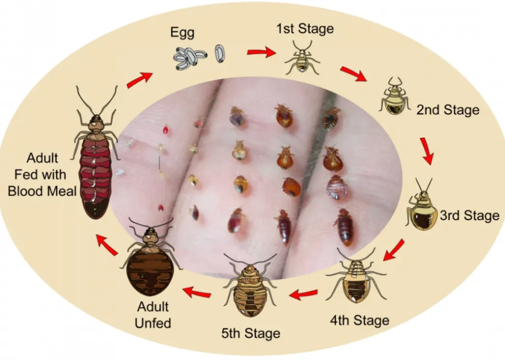 Life Cycle of a Bed Bug Egg, Nymph, Adult Stages, Lifespan, Bites & Control Facts