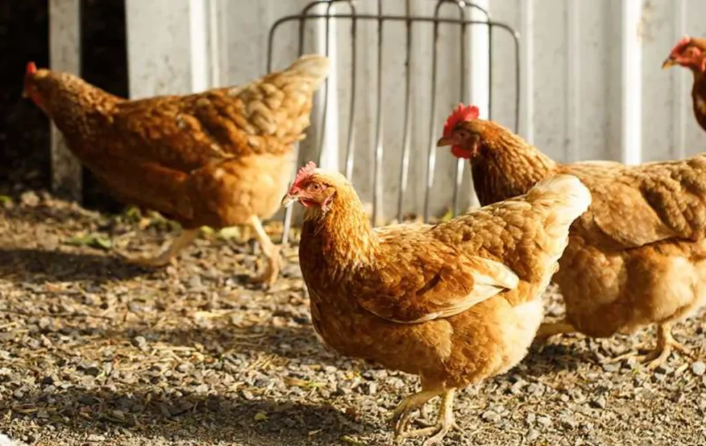 Life Cycle of a Hen