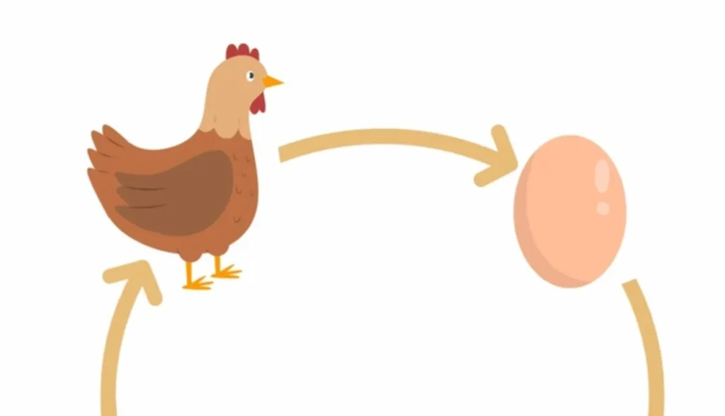 Life Cycle of a Hen