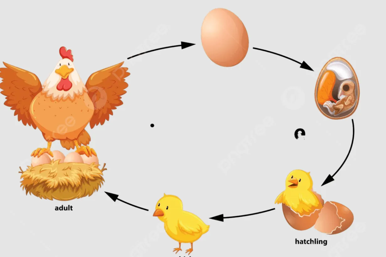 Life Cycle of a Hen