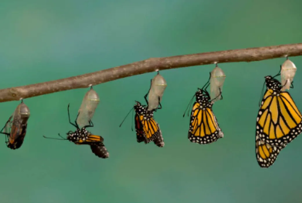 Life Cycle of a Monarch: Complete Egg, Caterpillar, Chrysalis, and Butterfly Guide