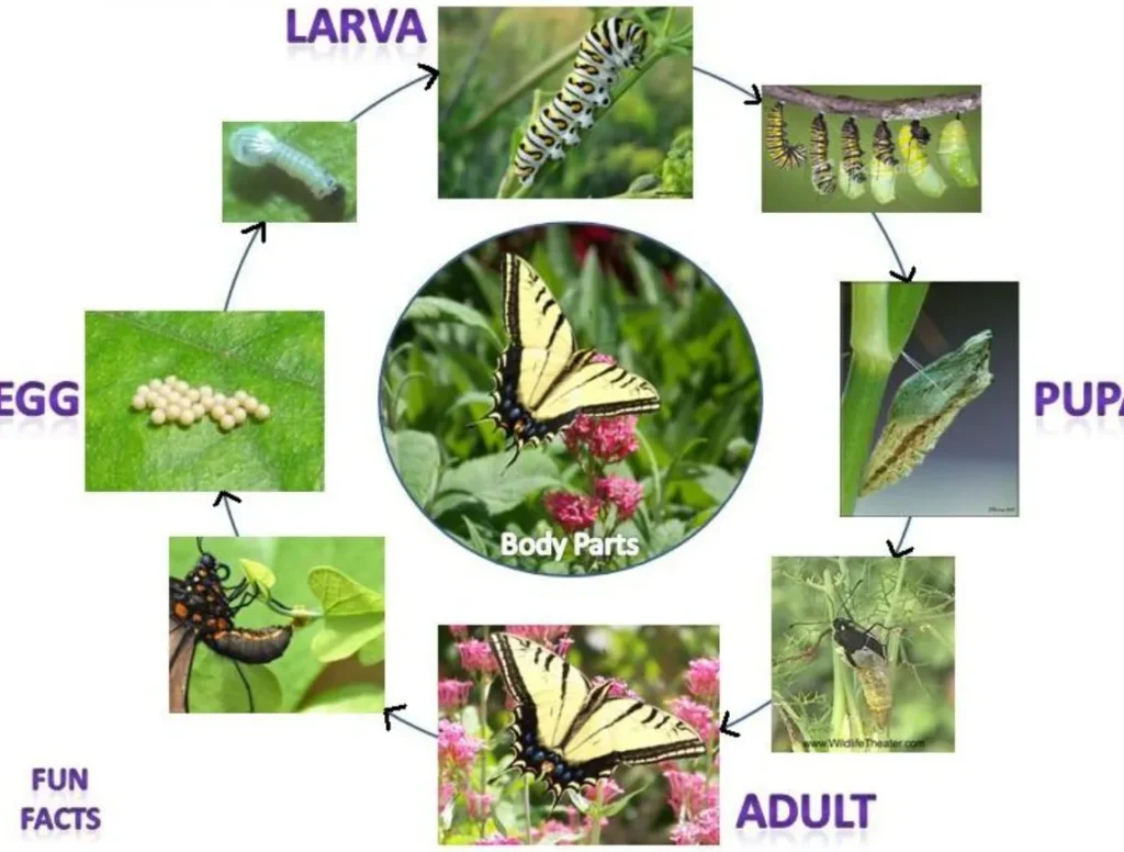 Life Cycle of a Monarch