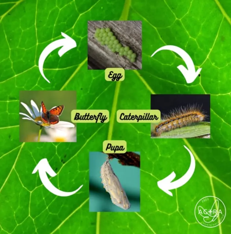 Life Cycle of a Monarch