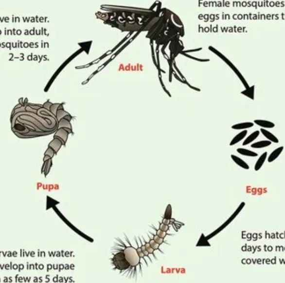 Life Cycle of a Mosquito