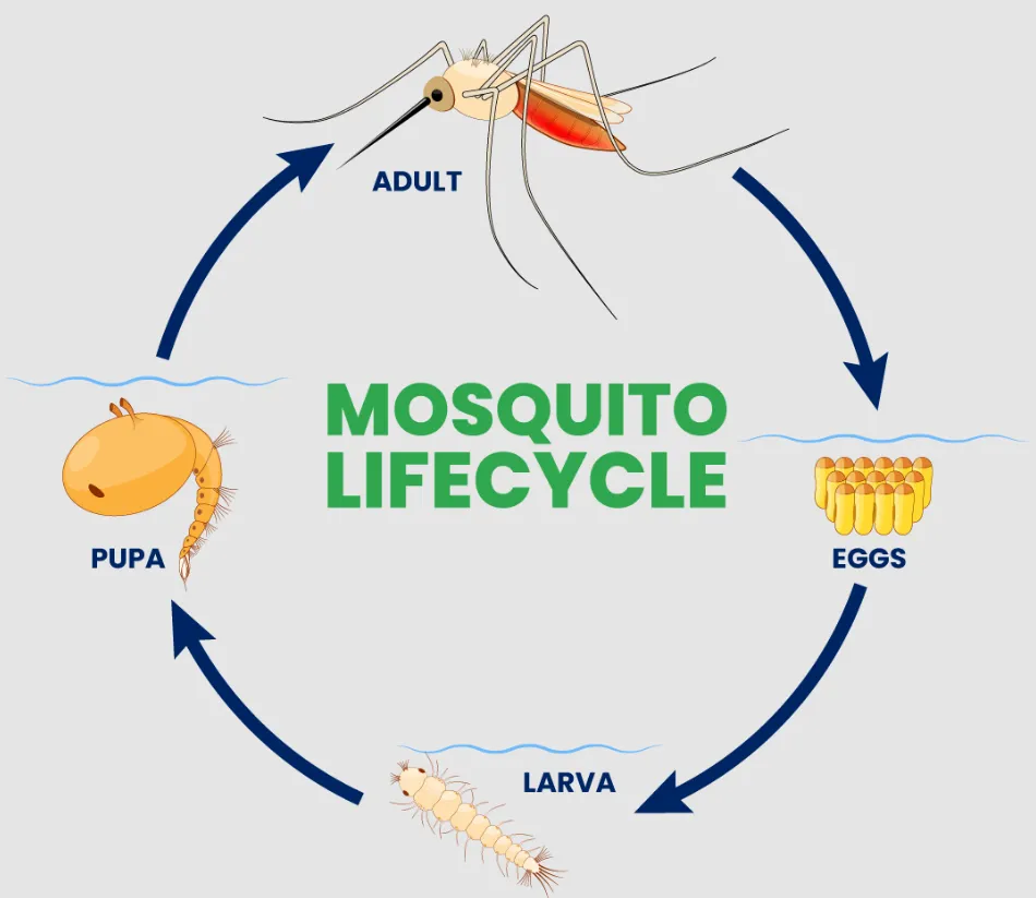 Life Cycle of a Mosquito: Complete Egg-to-Adult Guide, Lifespan, Food, Bites, and Control Tips
