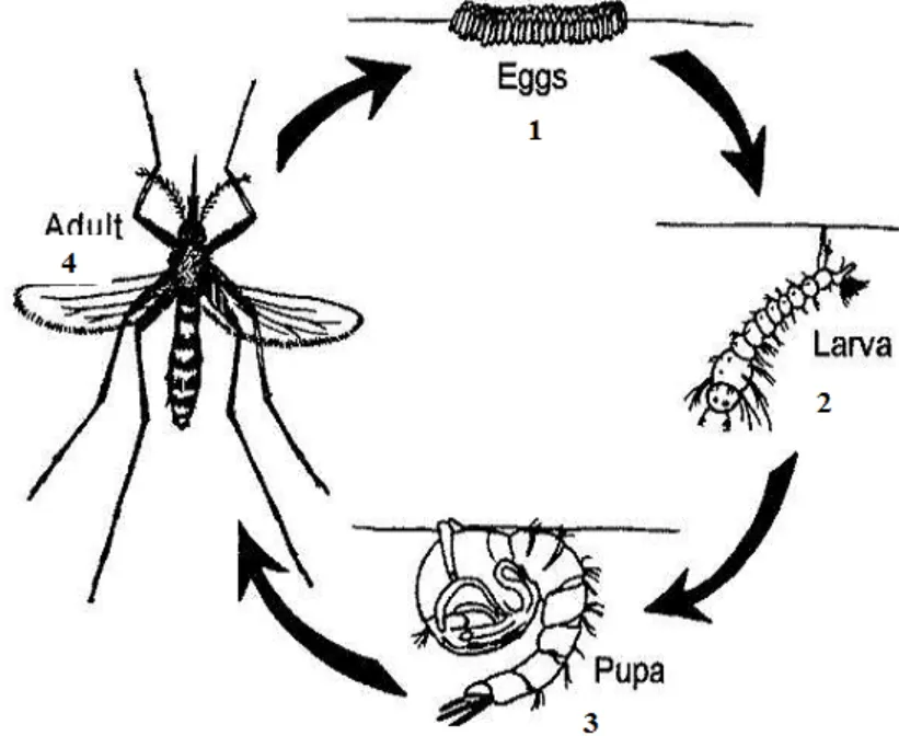 Life Cycle of a Mosquito