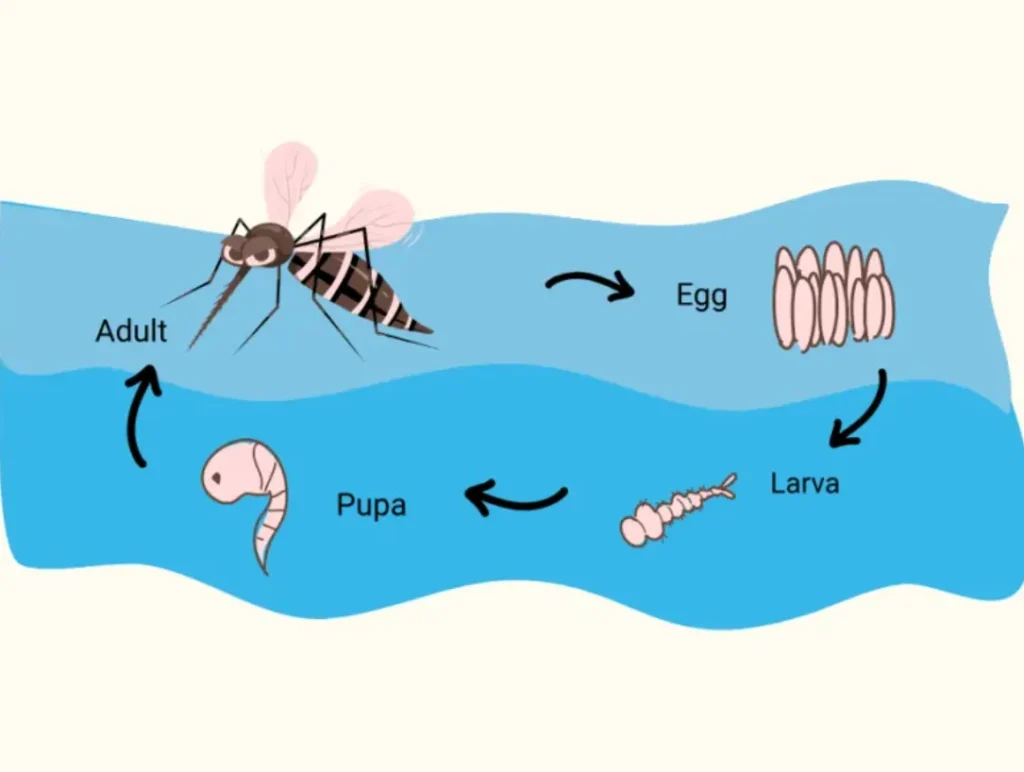 Life Cycle of a Mosquito