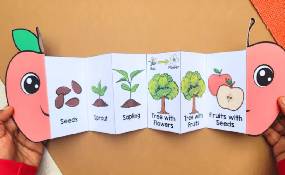 Life Cycle of an Apple