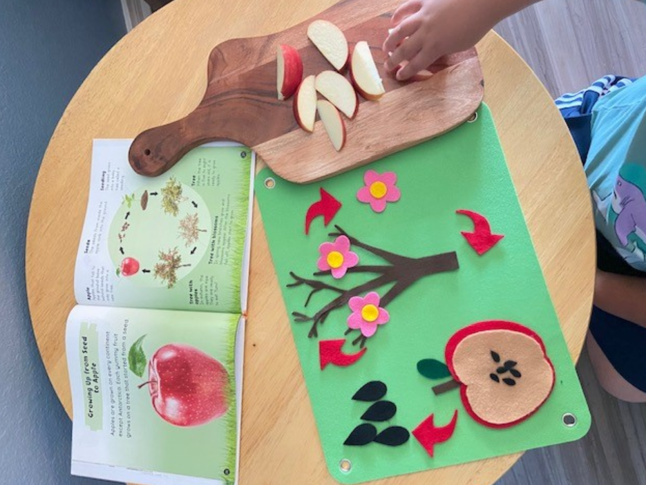 Life Cycle of an Apple