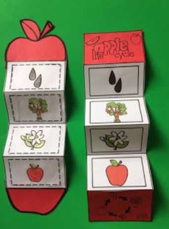 Life Cycle of an Apple