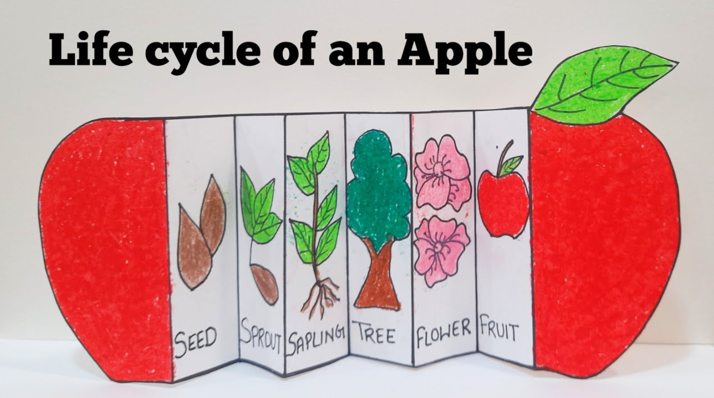 Life Cycle of an Apple