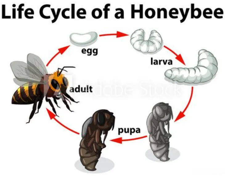 Life Cycle of the Bees