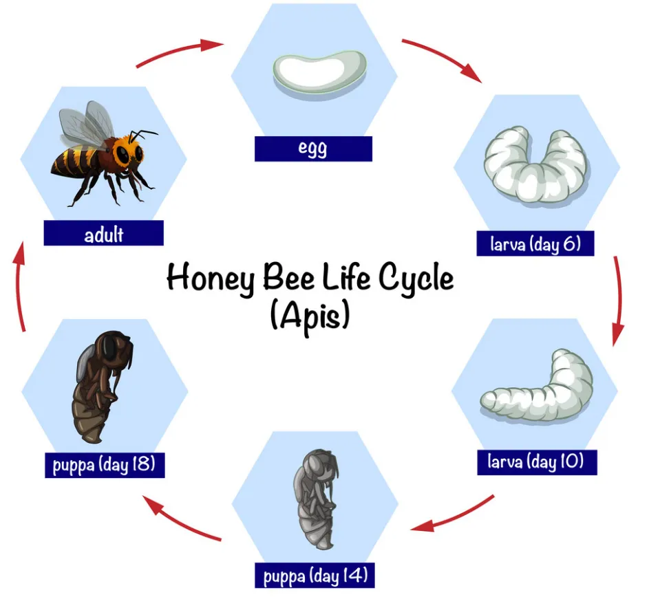 Life Cycle of the Bees