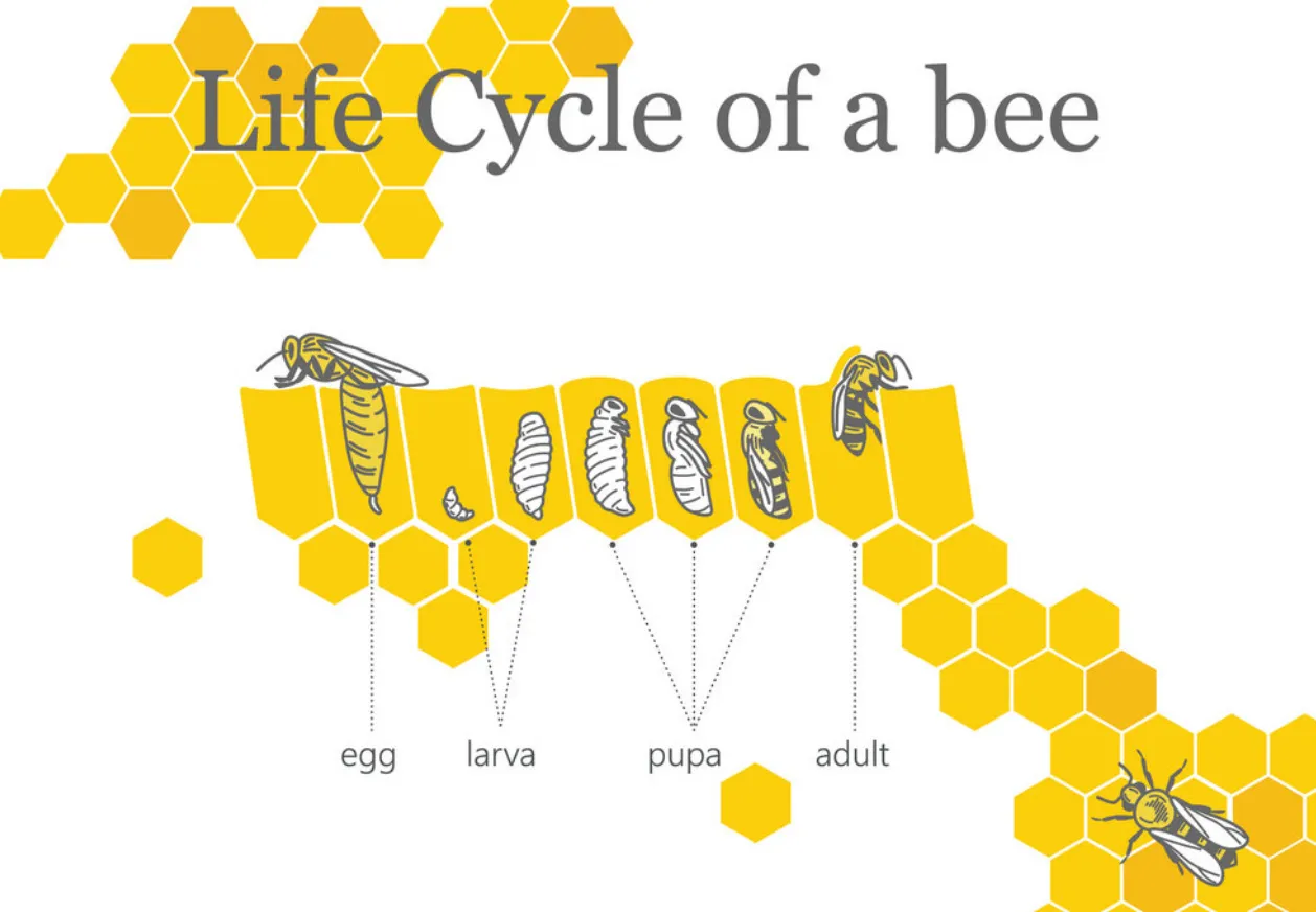 Life Cycle of the Bees