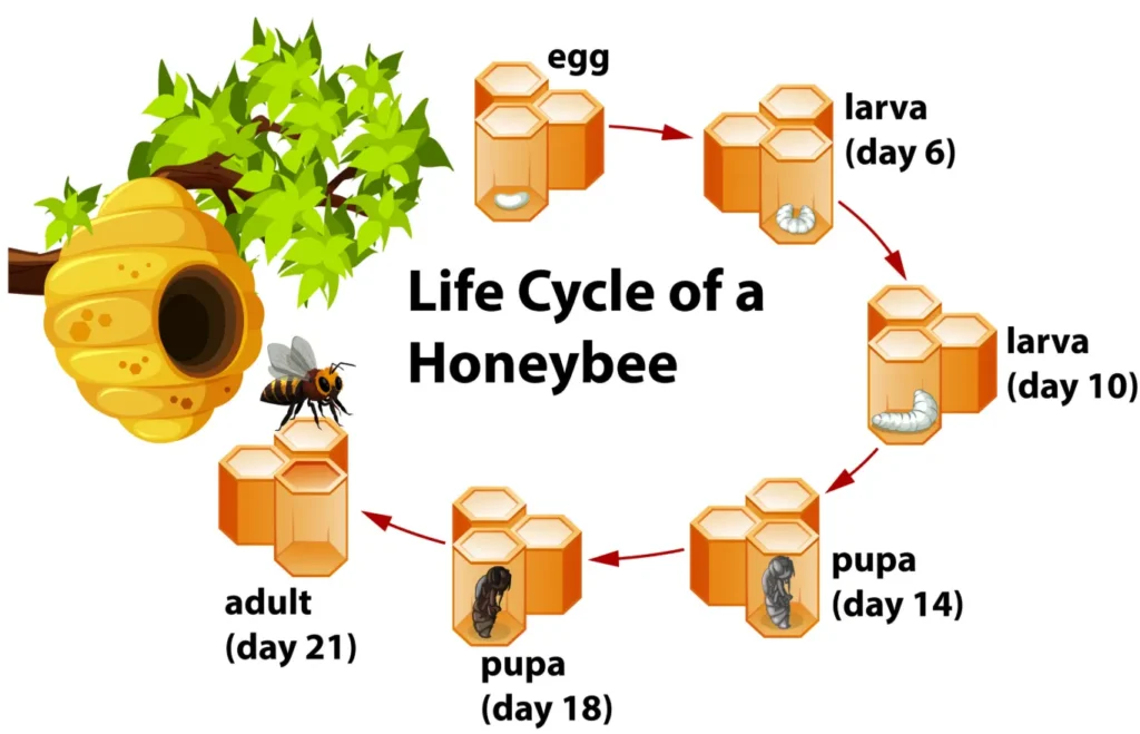Life Cycle of the Bees