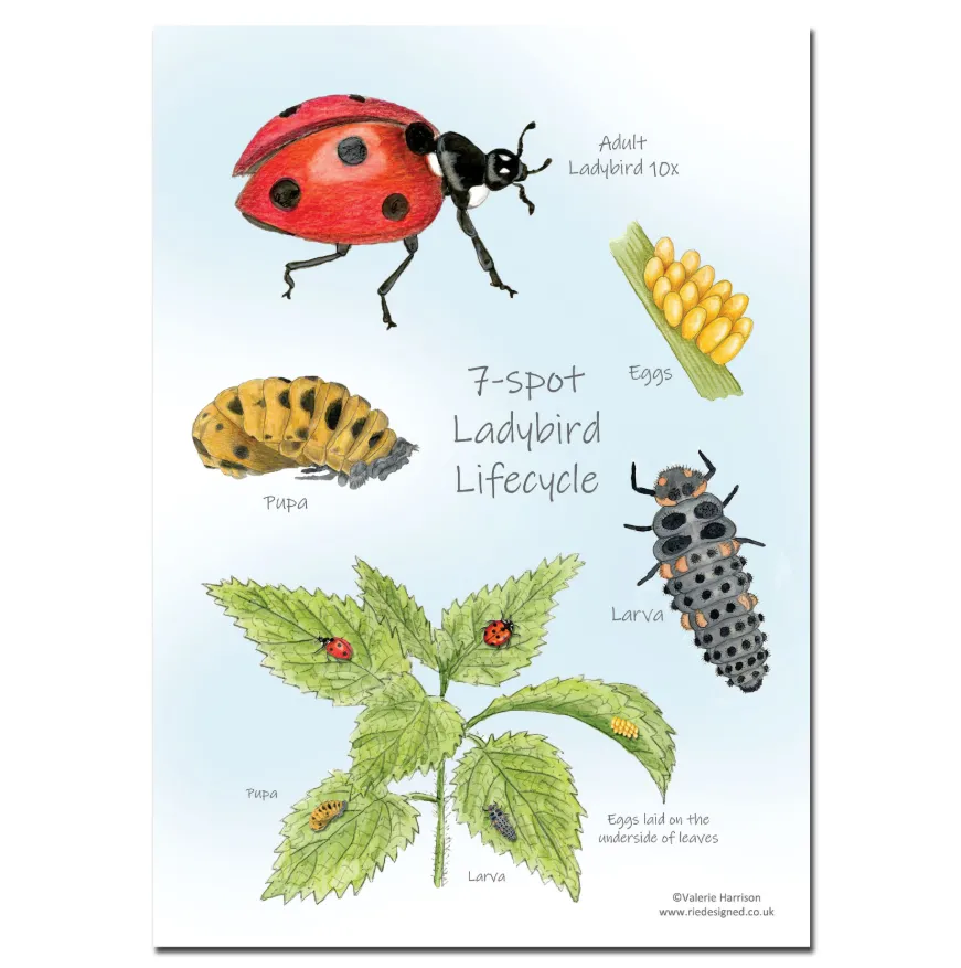 Life Cycle of the Ladybird