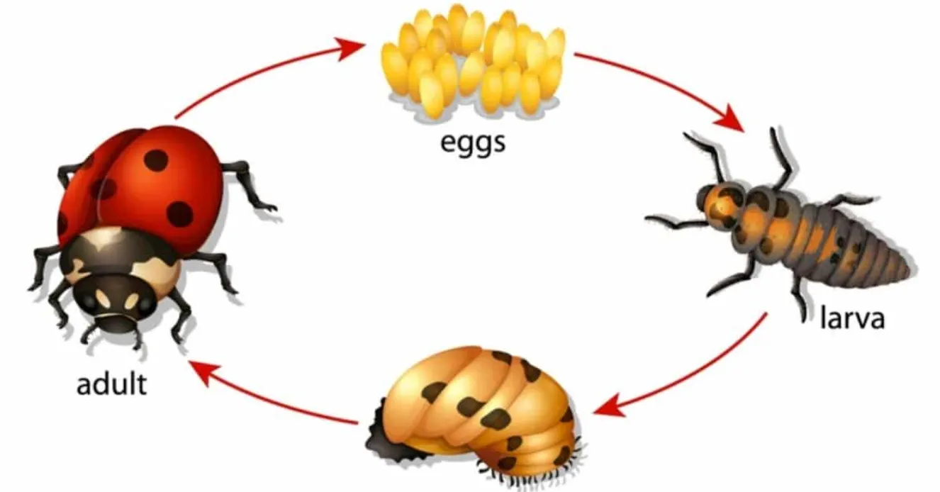 Life Cycle of the Ladybird: Complete Stages, Food, Reproduction, Survival, and Ecological Importance
